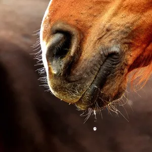 Почему лошади фыркают?