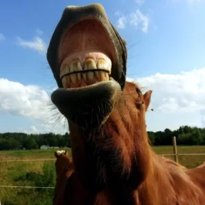 Почему лошадей выбирали по зубам