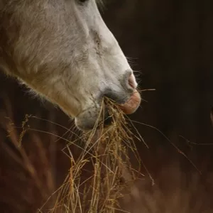 Чем кормить лошадей зимой