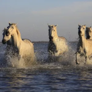 Умеют ли лошади плавать