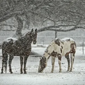 Как понять, что лошадь замерзла?