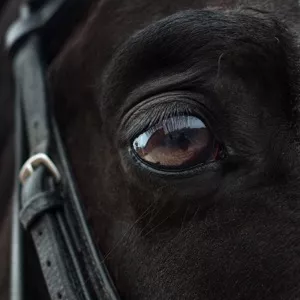 Цвет глаз у лошадей