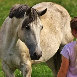 Узнают ли лошади людей