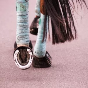 Зачем лошадям бинтуют ноги?