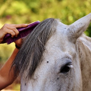 Как чистить лошадь