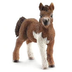 Шетландский пони, жеребенок