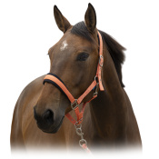 Комплект (недоуздок+чумбур) NORTON Комплект (недоуздок+чумбур) NORTON