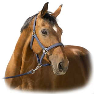 Комплект "GLITTER” (недоуздок+чумбур) Комплект "GLITTER” (недоуздок+чумбур)