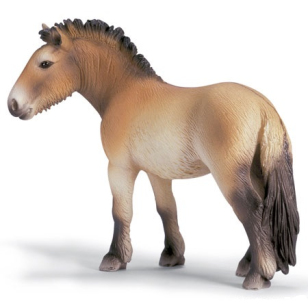 Лошадь пржевальского