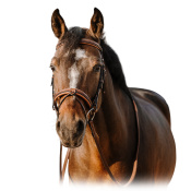 Оголовье трензельное "Work" Оголовье трензельное "Work"