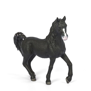 Арабский жеребец Арабский жеребец