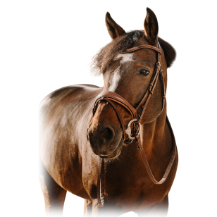 Оголовье трензельное Visby Оголовье трензельное Visby