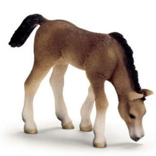 Жеребенок арабский пасущийся