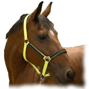 Недоуздок неоновый "HIGH VISIBILITY"