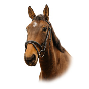 Оголовье трензельное Square