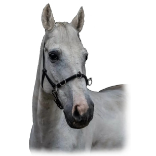 Кавессон кожаный