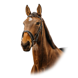 Оголовье трензельное Strass V