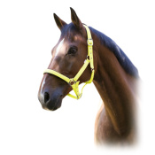 Недоуздок неоновый "FLUO"