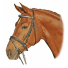 Оголовье тренз. 1425 НКМ со стразами