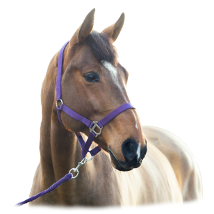 Недоуздок в комплекте с чумбуром Недоуздок в комплекте с чумбуром