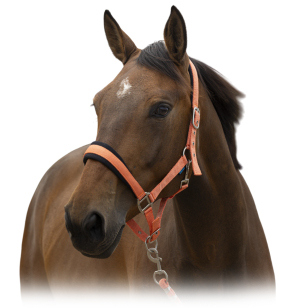 Комплект (недоуздок+чумбур) NORTON 