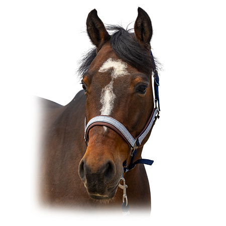 Недоуздок "Nylon Check" Поступление недоуздков и оголовьев