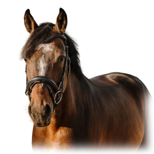 Оголовье трензельное "Bat" Оголовье трензельное "Bat"